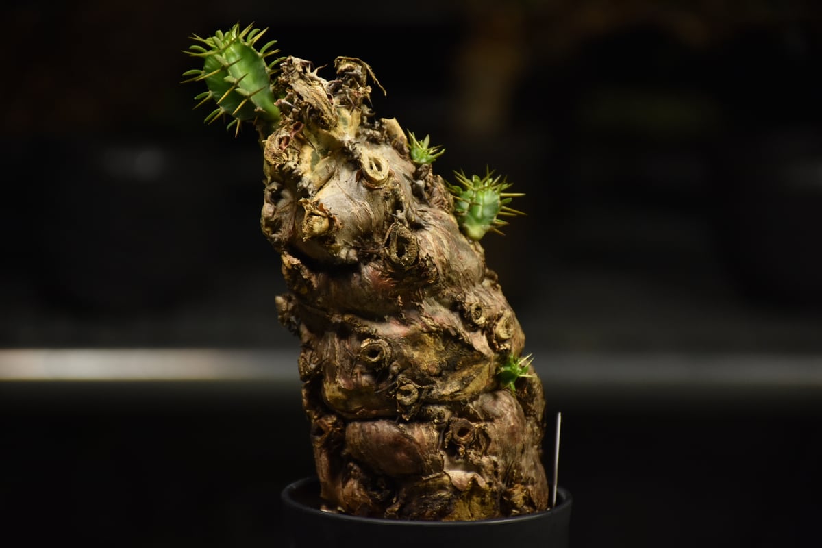 Euphorbia mlanjeana ユーフォルビア ムランジーナ 発根済現地株 I37 |