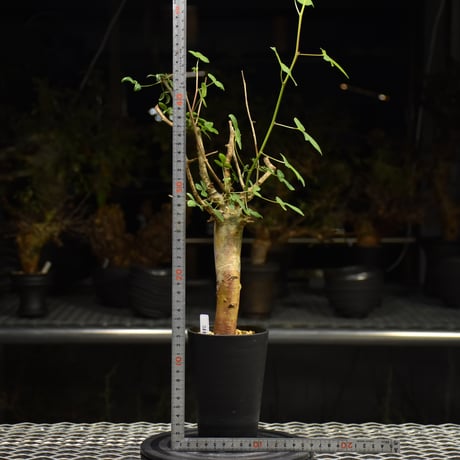 Commiphora holtziana コミフォラ ホルトジアナ 発根済現地株 H22
