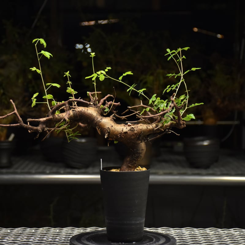 Commiphora Boranensis コミフォラ ボラネンシス 発根済現地株 F25 |
