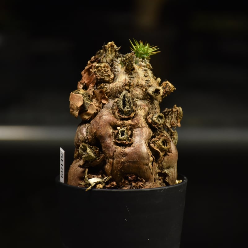 t*m様 ユーフォルビア ムランジーナ 現地球 丸株 輸入即出品 07EM ユーフォルビア ムランジーナ 現地球 | NATPARK-STORE