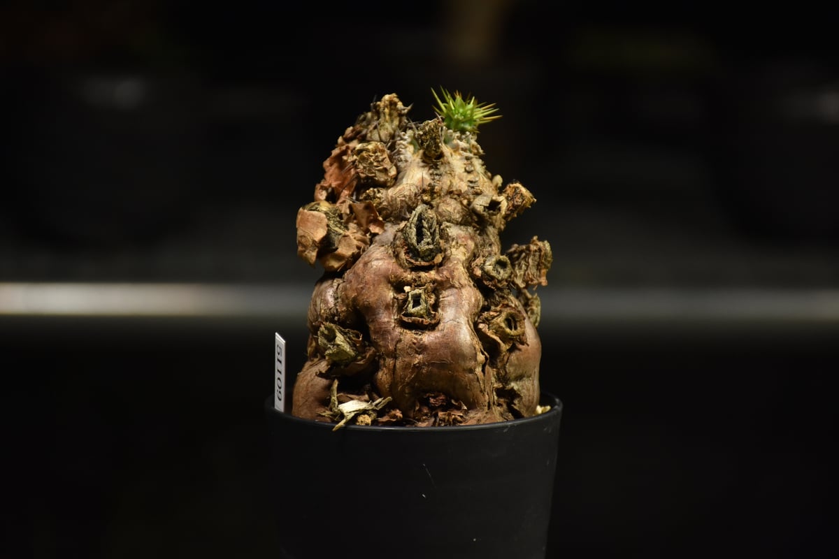 Euphorbia mlanjeana ユーフォルビア ムランジーナ 発根済現地株 I33 |