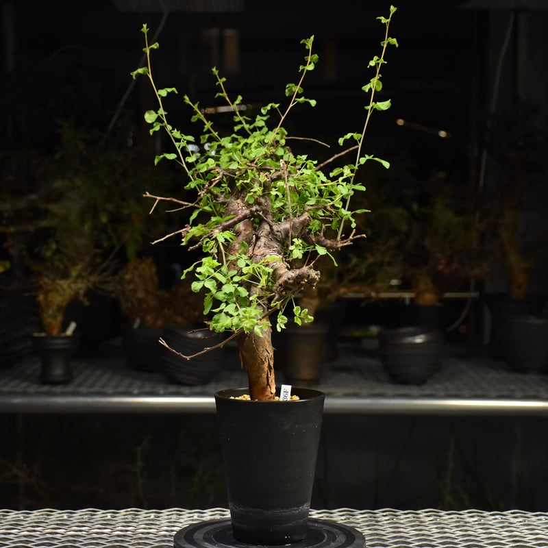 コミフォラボラネンシス3 commiphoraboranensis 発根済 コミフォラボラネンシス3 commiphoraboranensis 発根済 コミフォラボラ