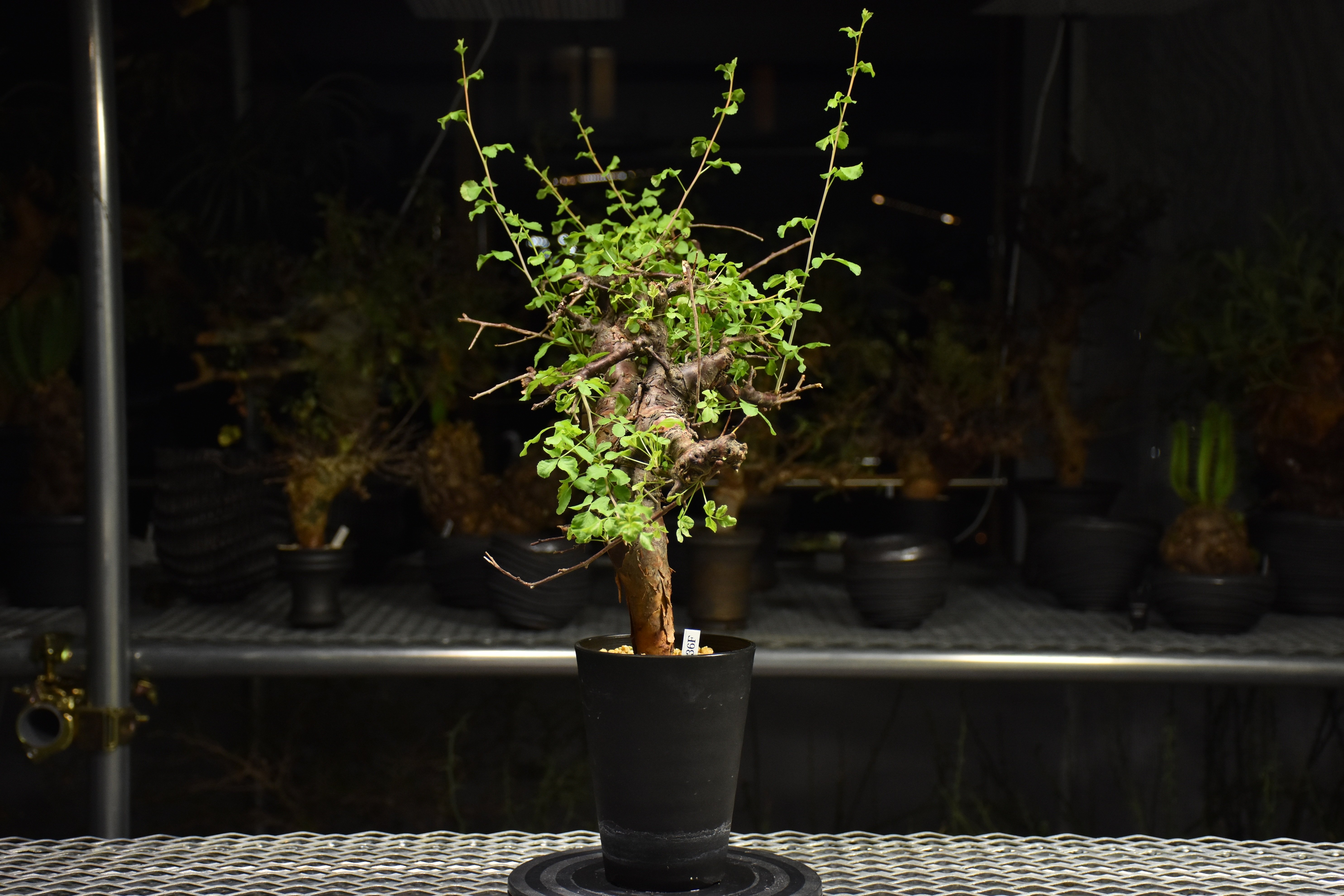 Commiphora Boranensis コミフォラ ボラネンシス 発根済現地株 F24 |
