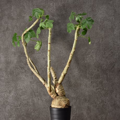 Jatropha spicata ヤトロファ スピカータ 発根済現地株 #1