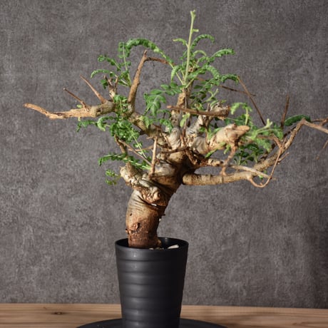 Boswellia neglecta　ボスウェリア ネグレクタ　発根済現地株　#9