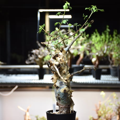Commiphora holtziana コミフォラ ホルトジアナ 発根済現地株 #9