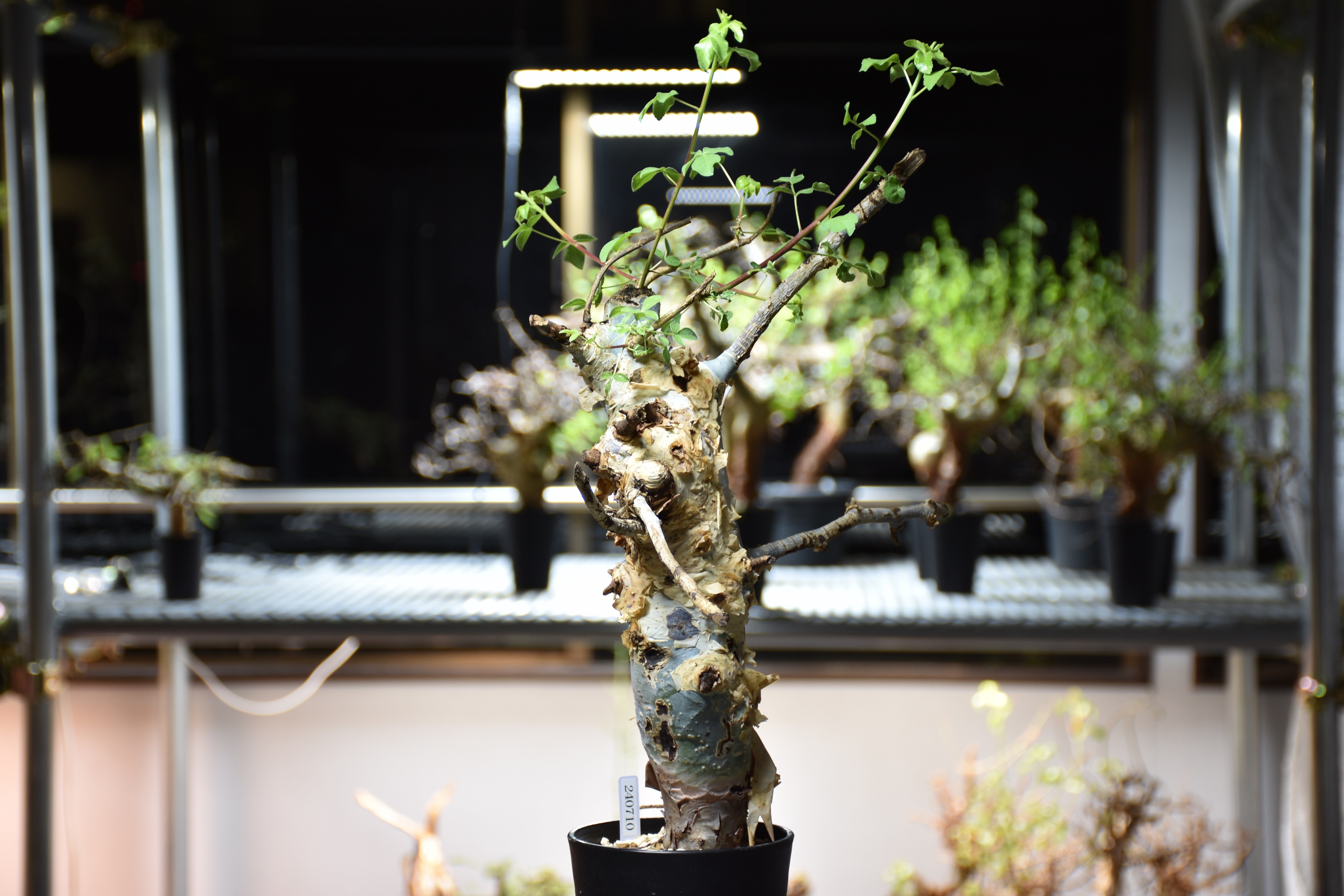 Commiphora holtziana コミフォラ ホルトジアナ 発根済現地株 #9 | B