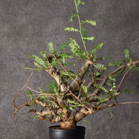 CATEGORY Boswellia | BONDEX