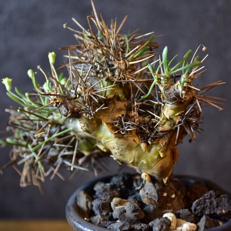 Othonna euphorbioides　オトンナ ユーフォルビオイデス　発根済現地株 #1