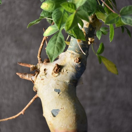Commiphora holtziana　コミフォラ ホルトジアナ　発根済現地株　#1