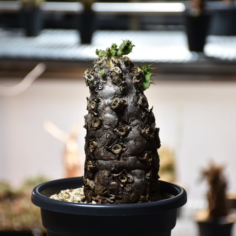 Euphorbia mlanjeana　ユーフォルビア ムランジーナ 発根済現地株 #13