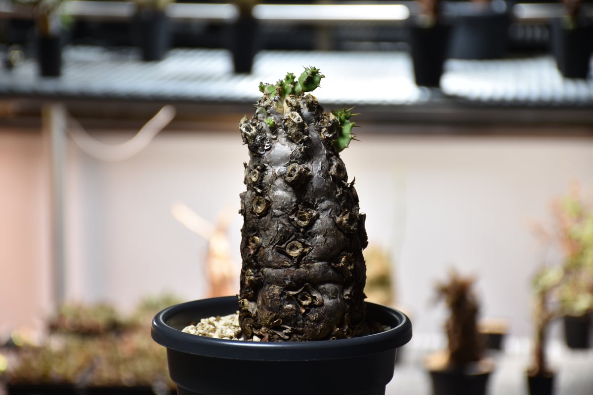 Euphorbia mlanjeana ユーフォルビア ムランジーナ 発根済現地株