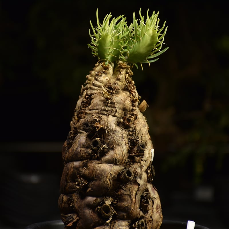 ムランジーナ　現地球発根済 Euphorbia mlanjeana ユーフォルビア ムランジーナ 発根済現地株