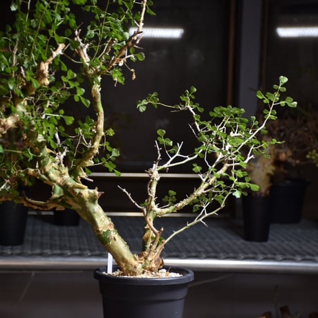 Commiphora campestris var. campestris コミフォラ カンペストリス 発根済現地株 B8