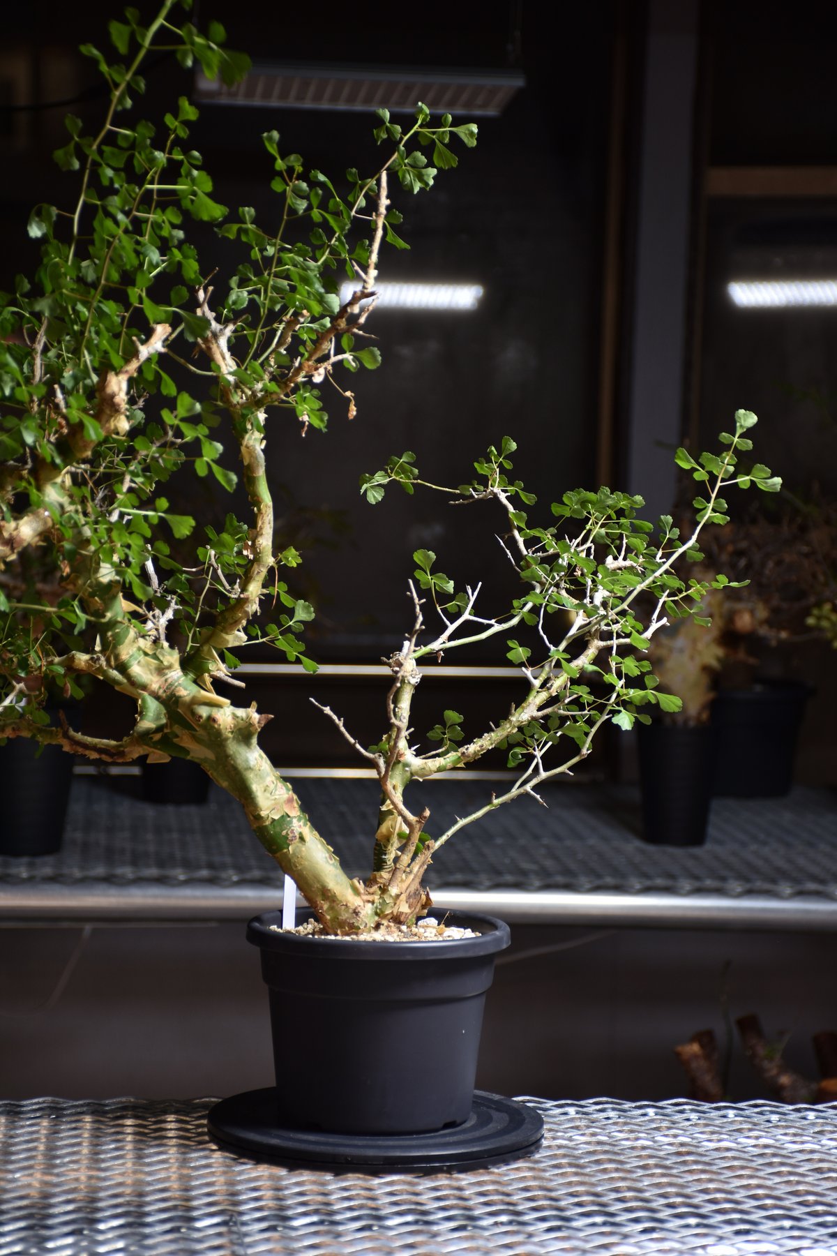 Commiphora campestris var. campestris コミフォラ カンペ