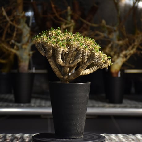 Euphorbia guillauminiana　ユーフォルビア ギラウミニアナ　発根済現地株 #5
