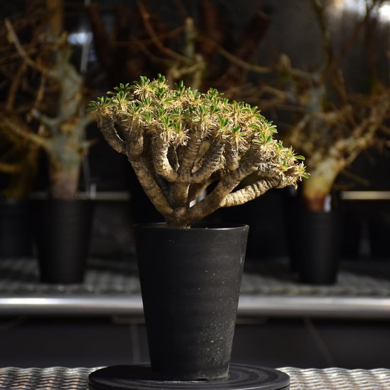 土*様 ギラウミニアナ現地株(発根済み) ユーフォルビア ギラウミニアナ 現地株 発根済み | GREEN LUCK