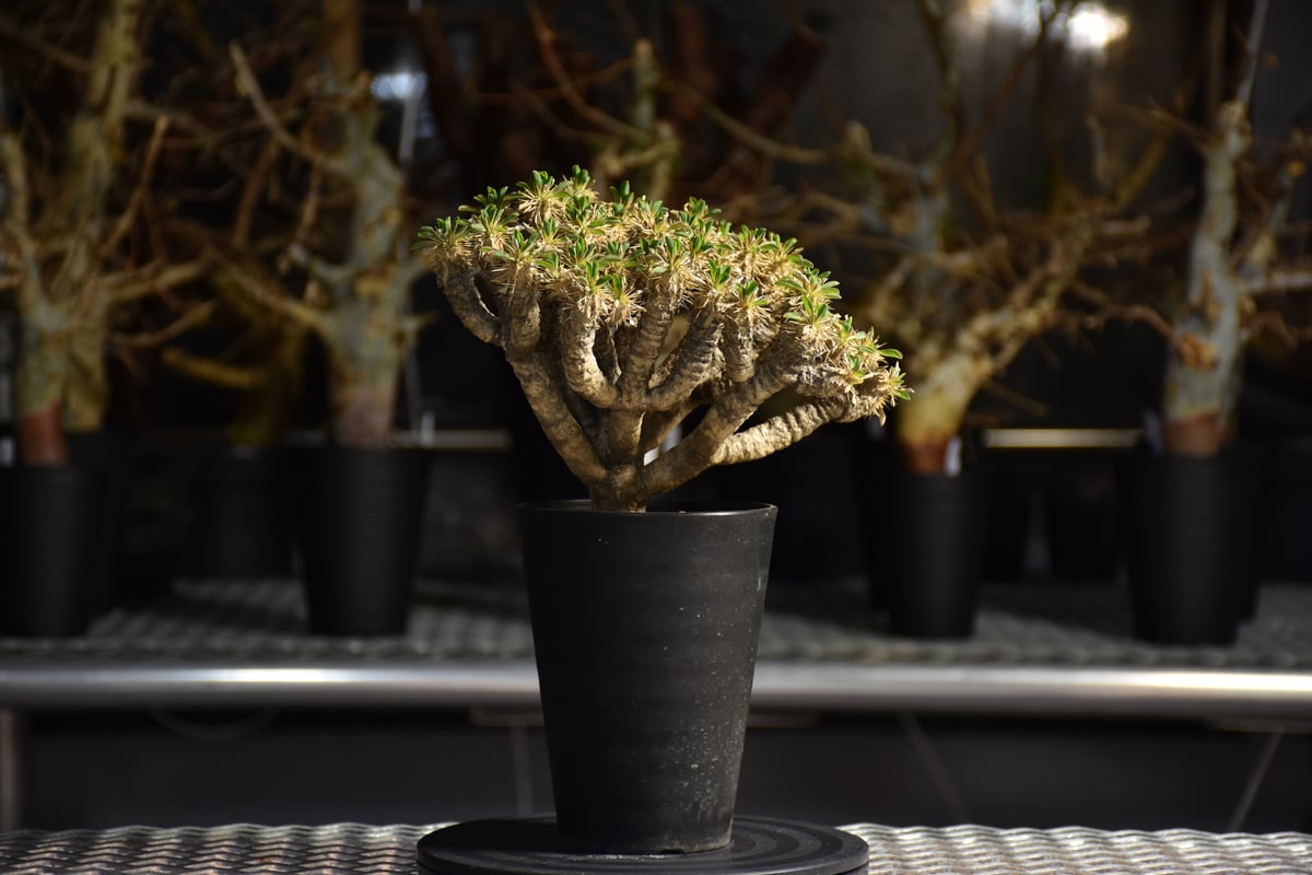 Euphorbia guillauminiana ユーフォルビア ギラウミニアナ 発根済現地株