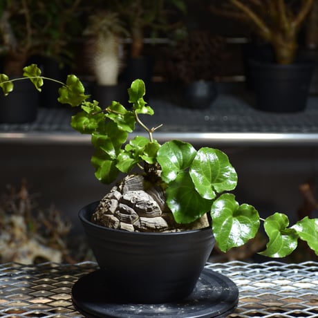 Dioscorea elephantipes ディオスコレア エレファンティペス アフリカ亀甲竜 発根済現地株 3