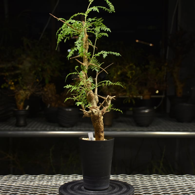 【現地株】ボスウェリア ネグレクタ 【発根済】 Boswellia neglecta ボスウェリア ネグレクタ 発根済現地株 H13