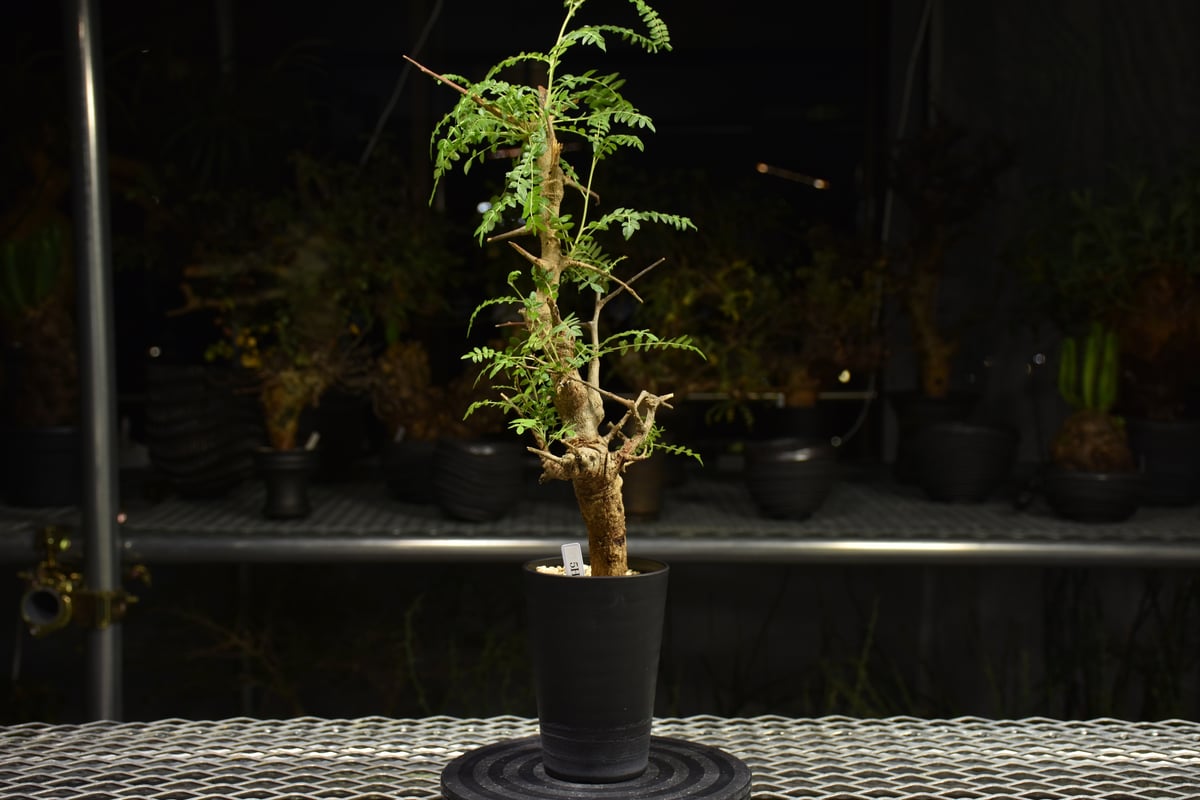 Boswellia neglecta ボスウェリア ネグレクタ 発根済現地株 H13 | BO