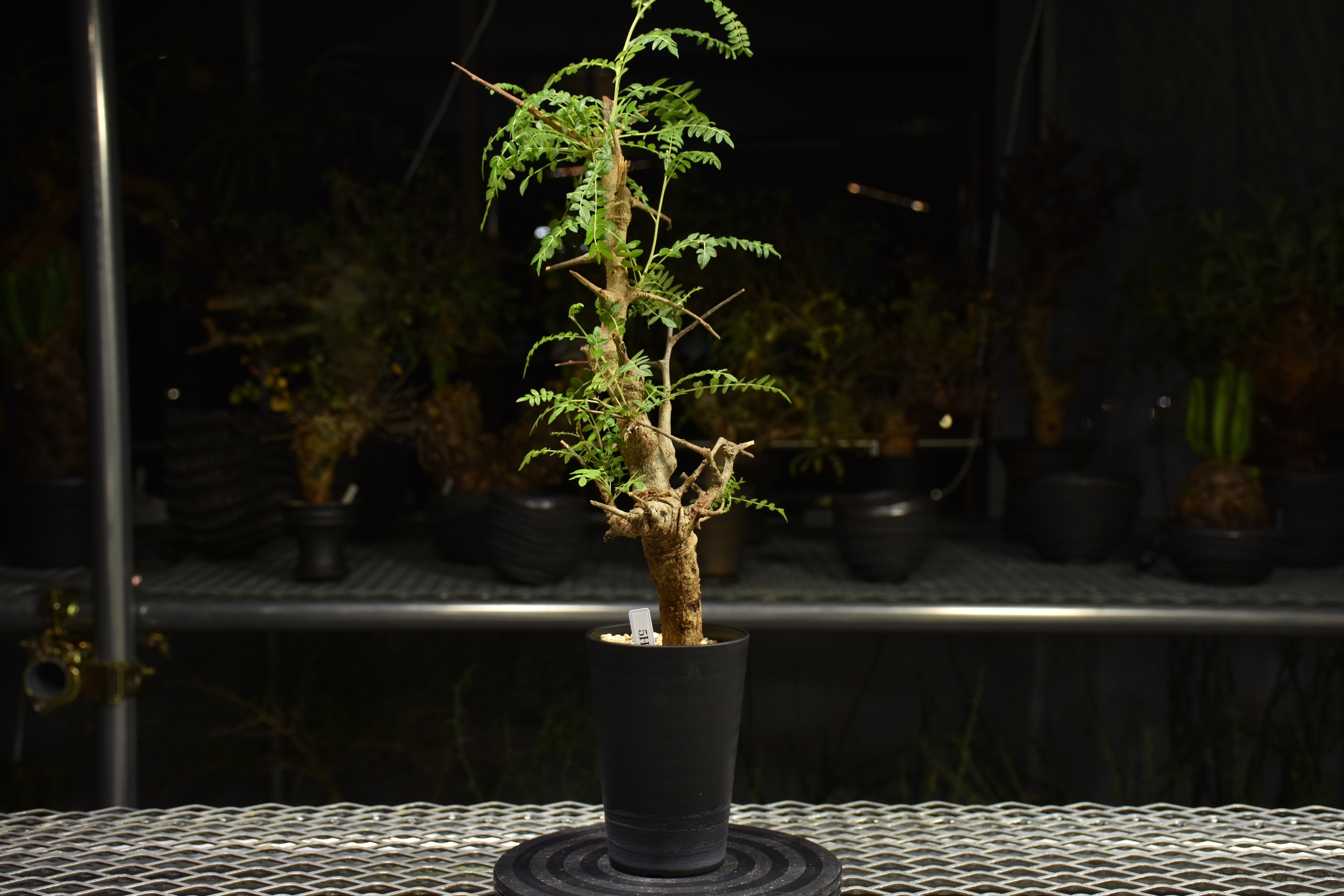 Boswellia neglecta ボスウェリア ネグレクタ 発根済現地株 H13 | BO