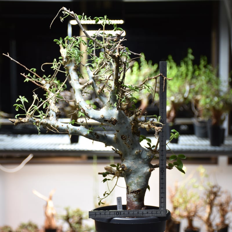 (最終値下)コミフォラ　ホルトジアナ Commiphora holtziana コミフォラ ホルトジアナ 発根済現地株 #9