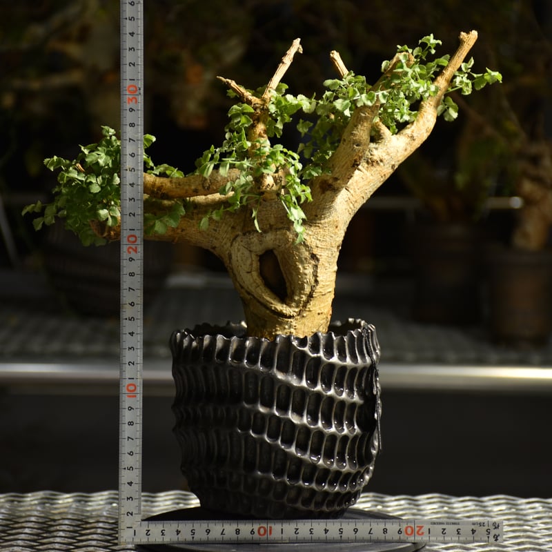 y*u様 コミフォラセルヴィフォリア　発根済み　大株 y*u様 コミフォラセルヴィフォリア 発根済み 大株 y*u