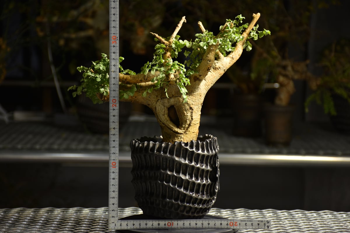 Commiphora saxicola コミフォラ サクシコラ 発根済現地株 C10