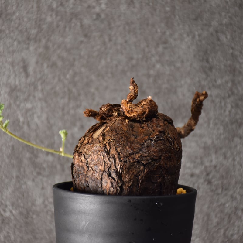 Pelargonium triste ペラルゴニウム トリステ 発根済現地株 #4 | BONDEX