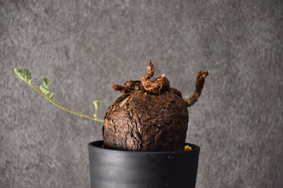 ペラルゴニウム トリステ ② 発根済 現地球 塊根植物 コーデックス