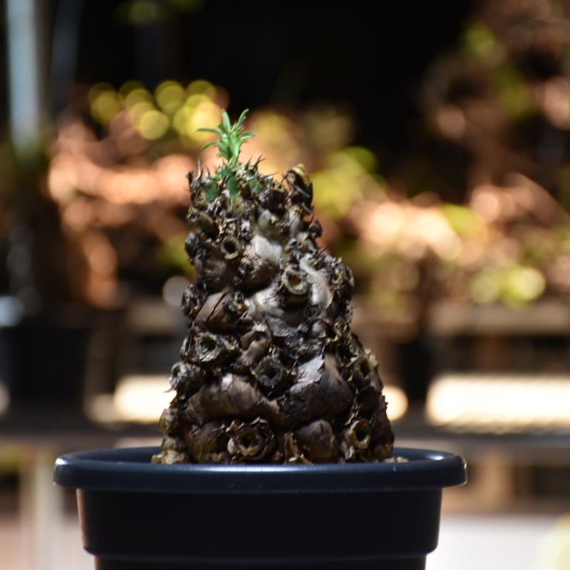 Euphorbia mlanjeana ユーフォルビア ムランジーナ 発根済現地株 Euphorbia mlanjeana ユーフォルビア ムランジーナ 発根済現地株