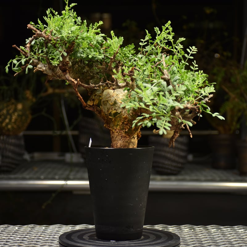 Commiphora pinnate leaves コミフォラ ピンネイトリーブス 発根