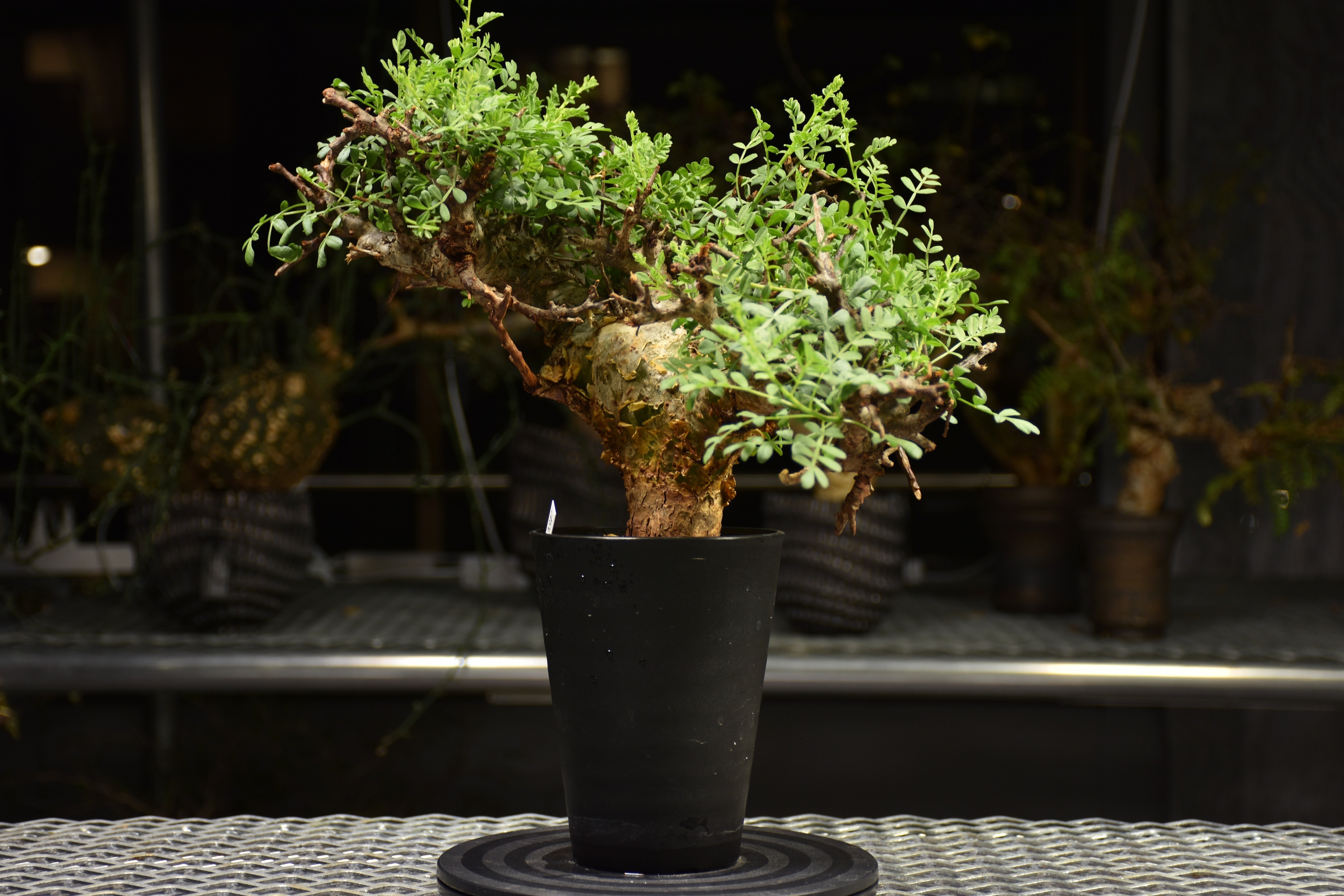 コミフォラ　ピンネイトリーブス Commiphora pinnate leaves コミフォラ ピンネイトリーブス 発根済現地