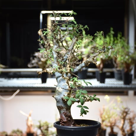 Commiphora holtziana コミフォラ ホルトジアナ 発根済現地株 #4