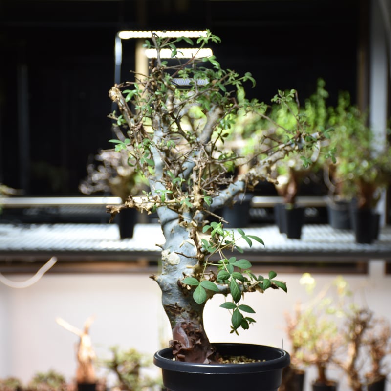 コミフォラ ホルトジアナ Commiphora holtziana コミフォラ ホルトジアナ 発根済現地株 B4