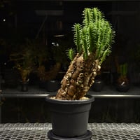 Euphorbia mlanjeana　ユーフォルビア ムランジーナ 発根済現地株 H5