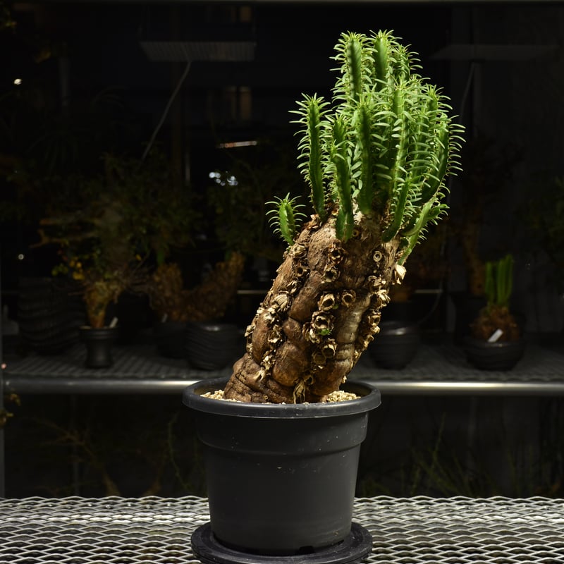 Euphorbia mlanjeana ユーフォルビア ムランジーナ 発根済現地株