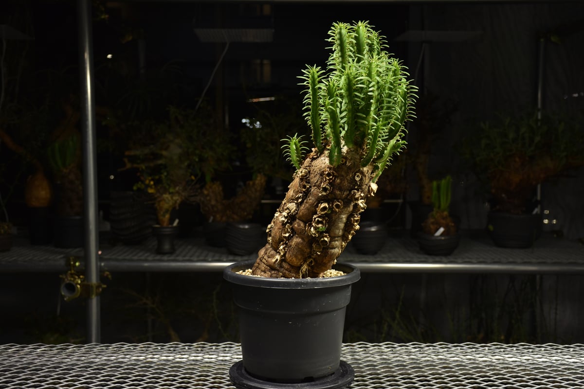 Euphorbia mlanjeana ユーフォルビア ムランジーナ 発根済現地株 H5 |