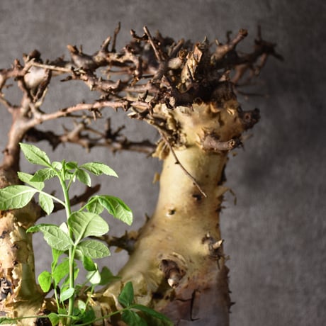 Commiphora kataf var.turkanensis コミフォラ カタフ ターカネンシス 発根済現地株 2