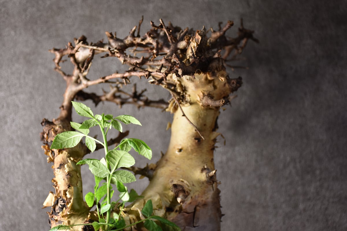Commiphora kataf var.turkanensis コミフォラ カタフ ターカネ