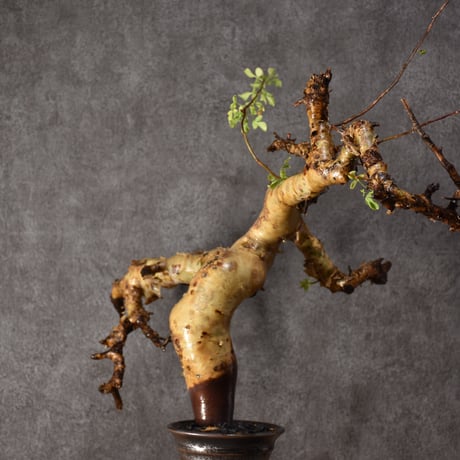 Commiphora kataf pure コミフォラ ピュアカタフ 発根済現地株 2 ソマリア産