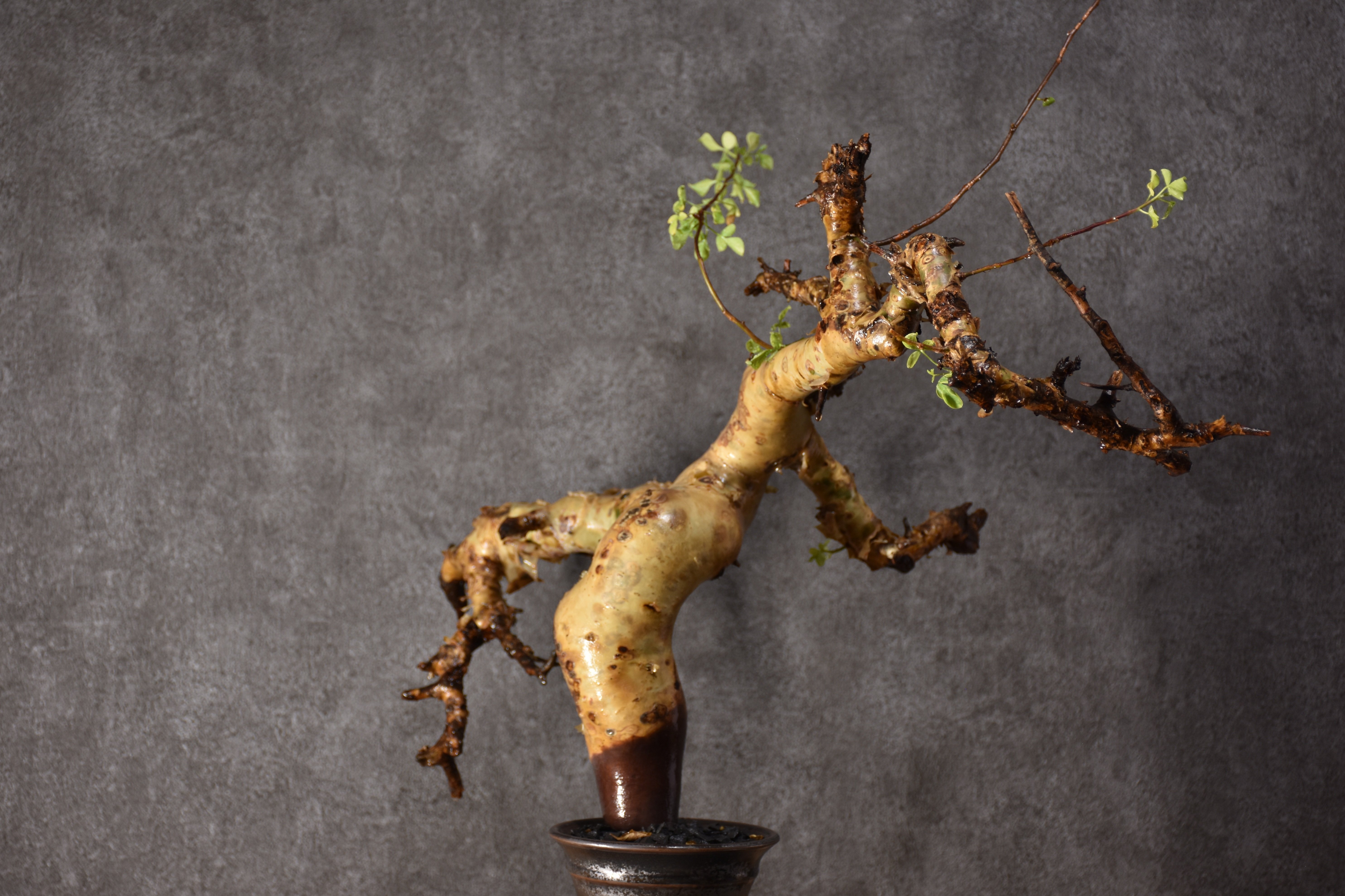 Commiphora kataf pure コミフォラ ピュアカタフ 発根済現地株 2 ソマリ