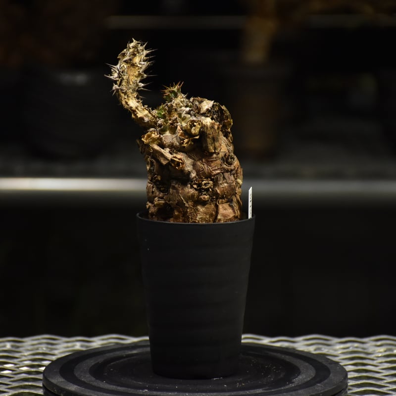 Euphorbia mlanjeana ユーフォルビア ムランジーナ 発根済現地株 I30 |