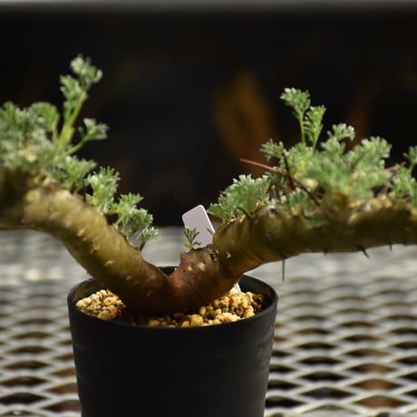 Monsonia herrei　モンソニア ヘレー　発根済現地株 6Bb11