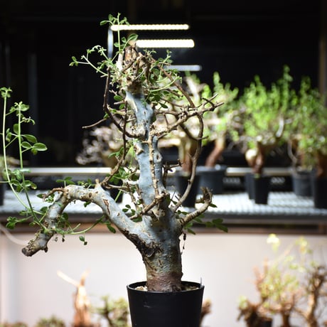 Commiphora holtziana コミフォラ ホルトジアナ 発根済現地株 #8