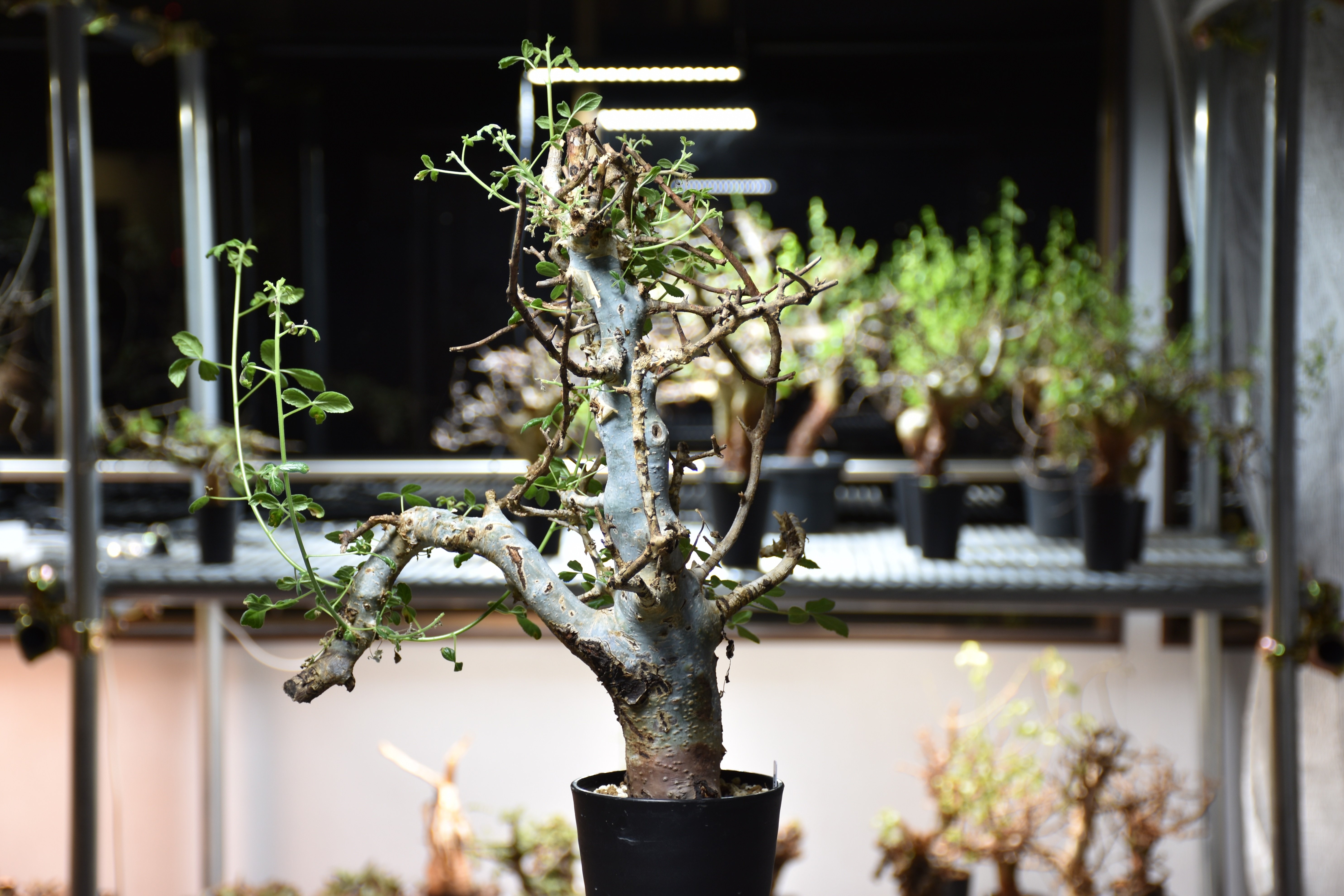 コミフォラ　ホルトジアナ Commiphora holtziana コミフォラ ホルトジアナ 発根済現地株 #8 | B