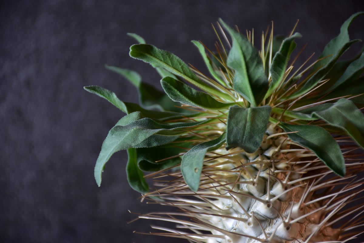 Pachypodium namaquanum パキポディウム ナマクアナム 発根済現地株 #1