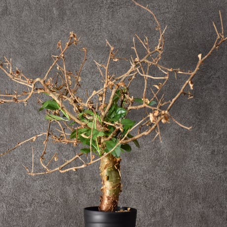 Commiphora habessinica コミフォラ ハベシニカ 発根済現地株 #3
