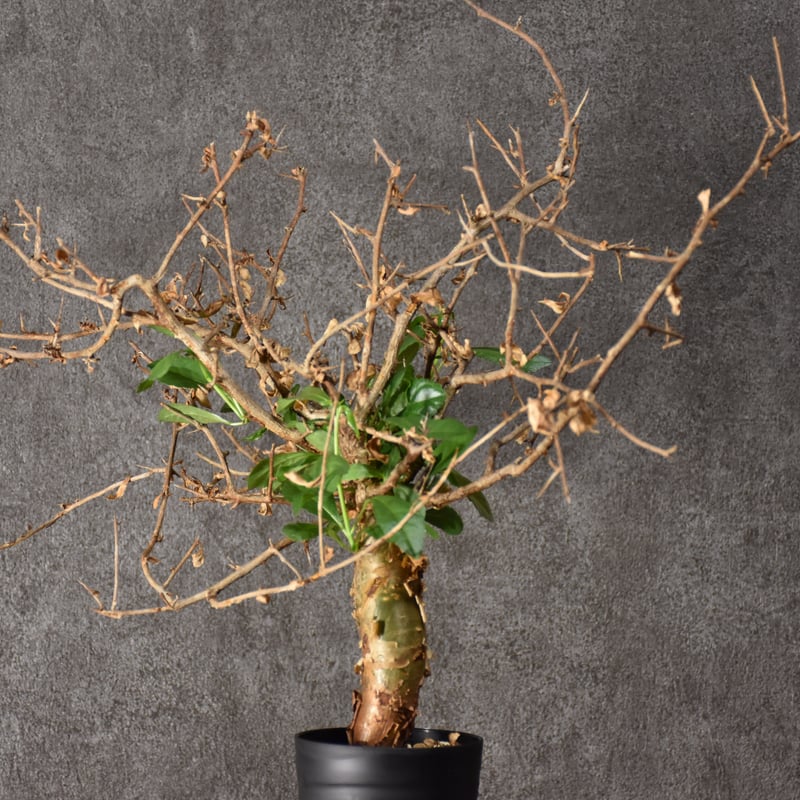 コミフォラ・ハベシニカ　発根済み現地株 Commiphora habessinica コミフォラ ハベシニカ 発根済現地株 #6